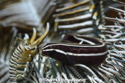 Feather star (or comatulid) with visitor

NIKON D7000 i... by Thomas Bannenberg 